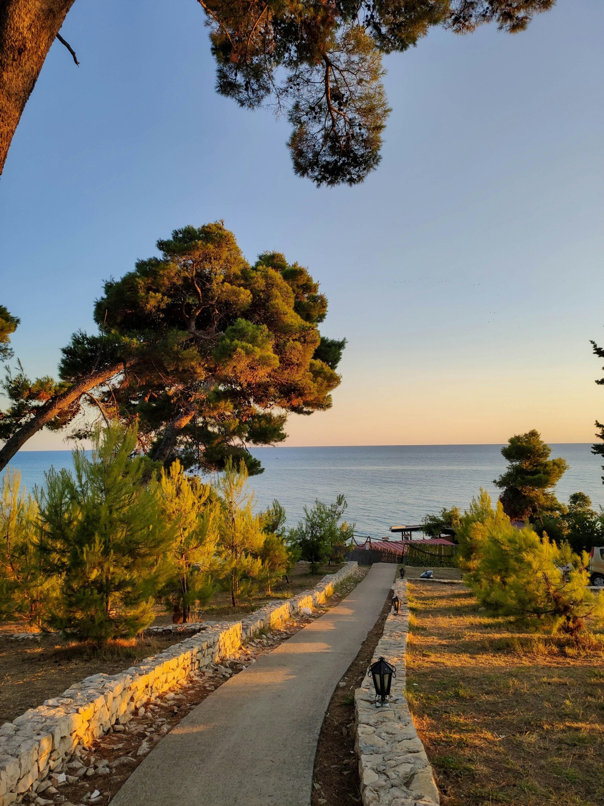 Path through pines to sea